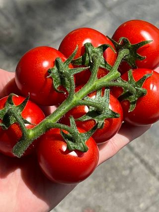 ტოტიანი ჩერი 500გრ