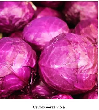 Cavolo verza viola Italia -1 pezzo 1 kg