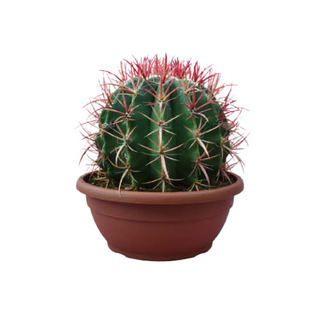 Ferrocactus