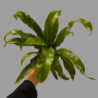 Asplenium 