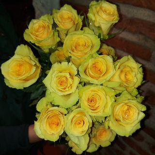  Docena Rosas Amarillo