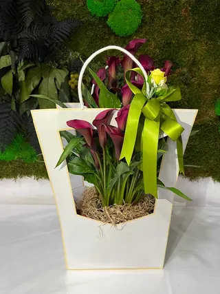 PIANTA CALLA box regalo