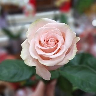 Rosa Rosa suelta (unidad)