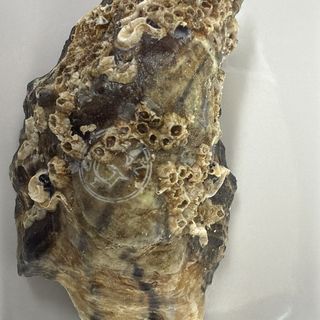 ostrica especial d'elite