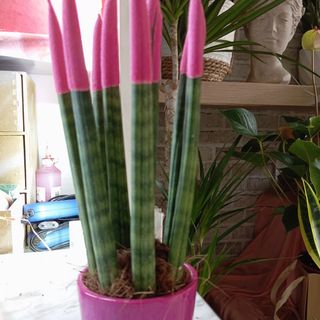 Sanseveria