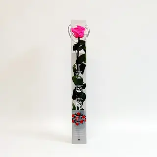 Una Rosa Fucsia Preservada