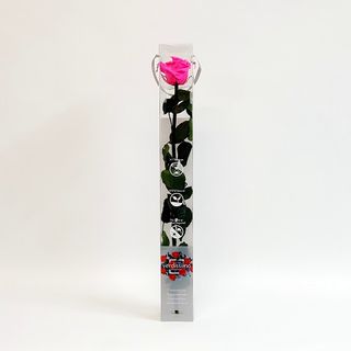 Una Rosa Fucsia Preservada