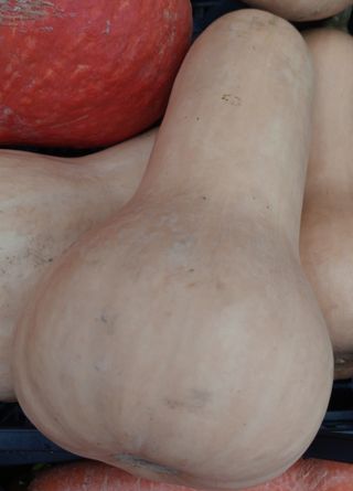 Calabaza cacahuete ecológica