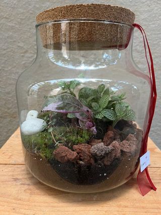 Terrarium De Plantas