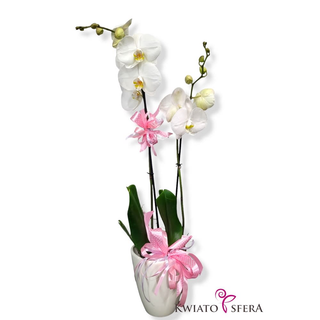 Phalaenopsis dwupędowy biały