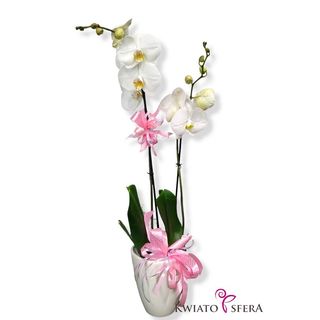 Phalaenopsis dwupędowy biały