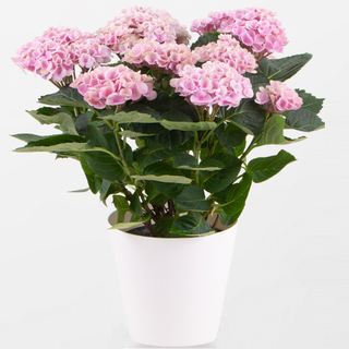 Hortensia Magical - Color y encanto que evoluciona