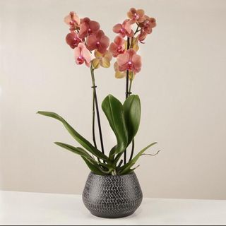 Orchidea alta sulle tonalità del mattone o simile con vaso di ceramica