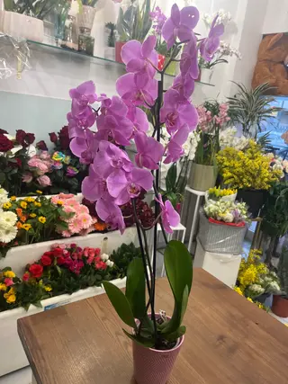 Pianta di Orchidea con vaso in ceramica