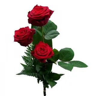 3 Rose rosse cm 80 Ecuador