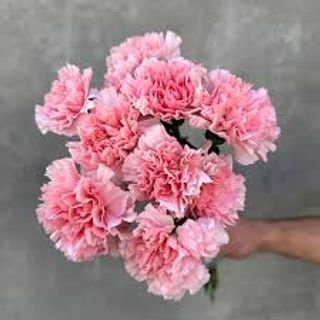 Гвордика рожева