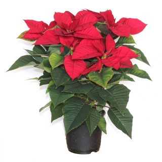 Flor Pascua arreglada con adorno navideño (maceta - 15 cm.)