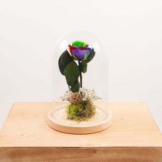 Cúpula Rosa "Bella Y Bestia" Rainbow