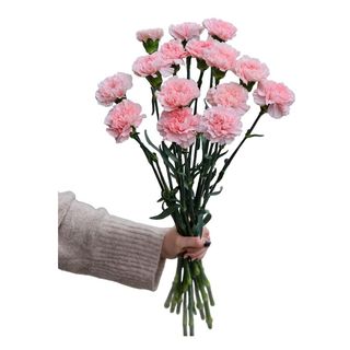 Bukiet z Goździków 10 sztuk 