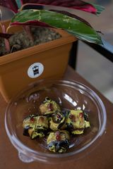 ბადრიჯანი ნიგვზით 