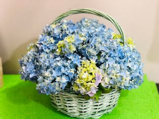 ჰორტენზია კალათაში