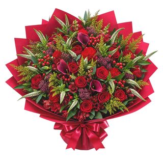 Scarlet Elegance Calla Lily