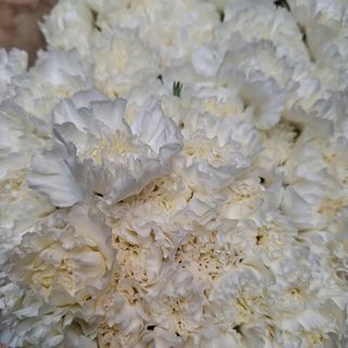 Claveles colombianos blancos