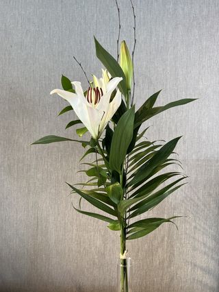 Lilium Blanc Individual