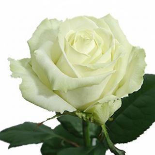 Біла троянда (поштучно)