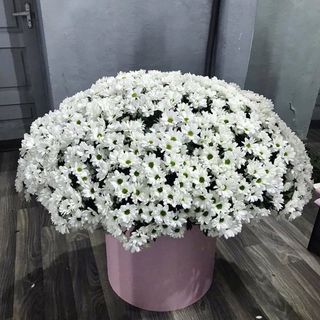 ჰოლანდიური ქრიზანთემები ყუთში