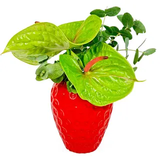 Jarrón cerámica Fresón con flor natural según temporada