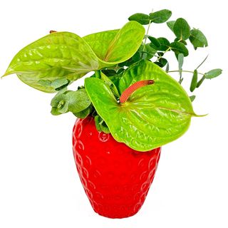 Jarrón cerámica Fresón con flor natural según temporada