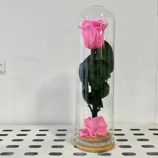 Cúpula PEQUEÑA Rosa ROSA Preservada