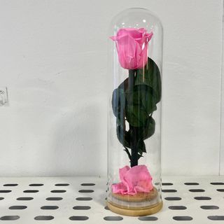 Cúpula PEQUEÑA Rosa ROSA Preservada