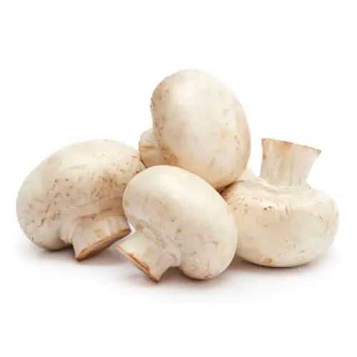 Agaricaceae