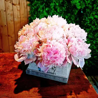 Bujori la cutie (11fire)