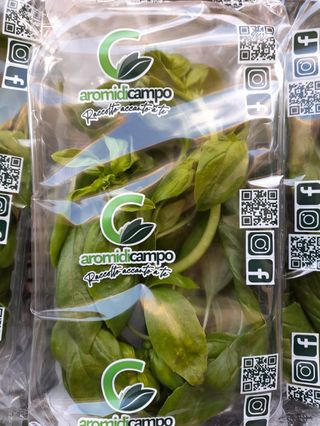 Basilico in vaschetta 