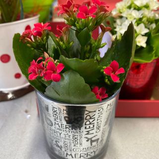 Kalanchoe christmas 