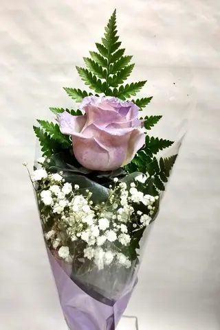 1 Rosa Malva