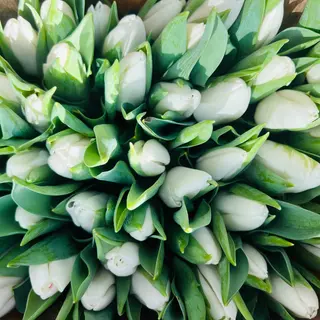 WHITE TULIPS BUOQUET