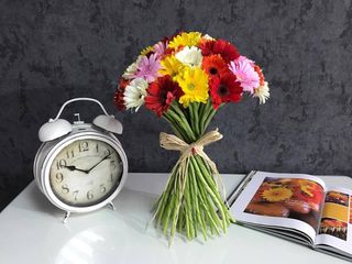 51 Gerbere multicolore