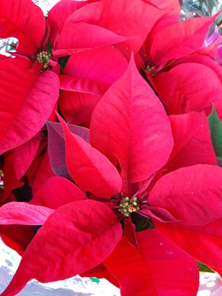 Stella di natale bello grande 