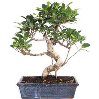 Bonsai Ficus Retusa 8 Años