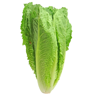 Sałata rzymska mini , opakowanie 2 sztuki