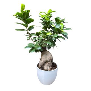 Bonsai Ficus Ginseng piccolo