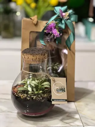 TERRARIUM FITTONIA MEDIO