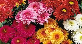 Crizantema mixt