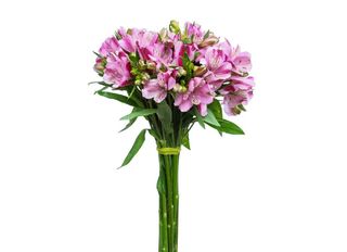 7 Алстромерии, Розови