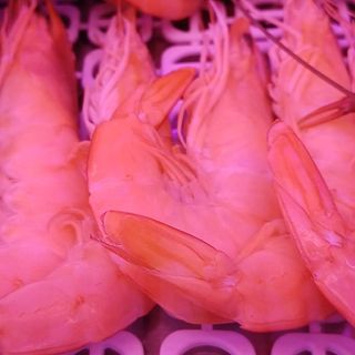 Camarão Moçambique 