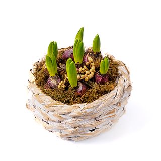 KOMPOZYCJA WIOSENNA W KOSZYKU